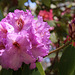 Rhododendron Festival 9