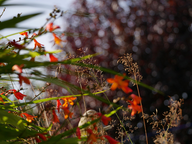 Low Angle Garden Low Angle Garden