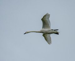 A swan in flight