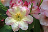Rhododendron Festival 8