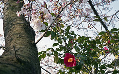 Cherry tree and camellia