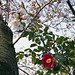 Cherry tree and camellia