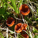 Fungi cups - a Peziza sp.?  Geopyxis?