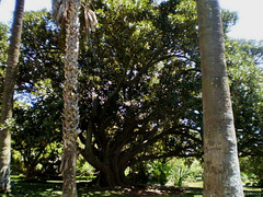 Australian fig tree (Ficus macrophylla).