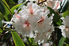 Rhododendron Festival 7