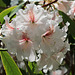 Rhododendron Festival 7