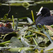 IMG 3026 Coot