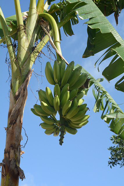 Dominican Republic, A Bunch of Bananas