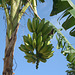 Dominican Republic, A Bunch of Bananas