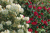 Rhododendron Festival 6 (Explored)