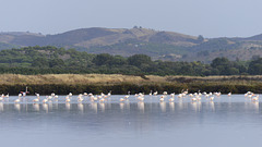 Phoenicopterus roseus, Flamingos, Castro Marim