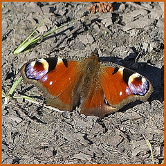Catch of the day butterfly
