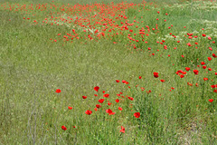 Bulgaria, Rupite, The Meadow with Red Poppies
