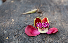 Cannonball tree flower