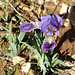 ...iris en fleur,hier,dans la colline...