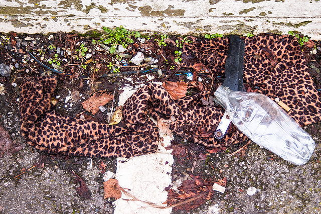 Dead Leopard in the Station Car Park