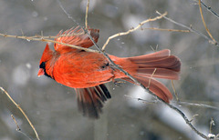 Garden cardinal DSC0279