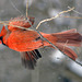 Garden cardinal DSC0279
