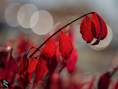Glowing Red Leaves, Fall Beauty in Medford Parking Lots, Set 3 (+5 insets!)