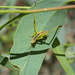 Gumleaf Katydid Torbia viridissima