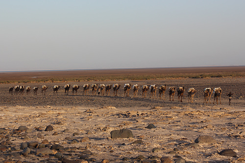 Camel Train Near Harmadela