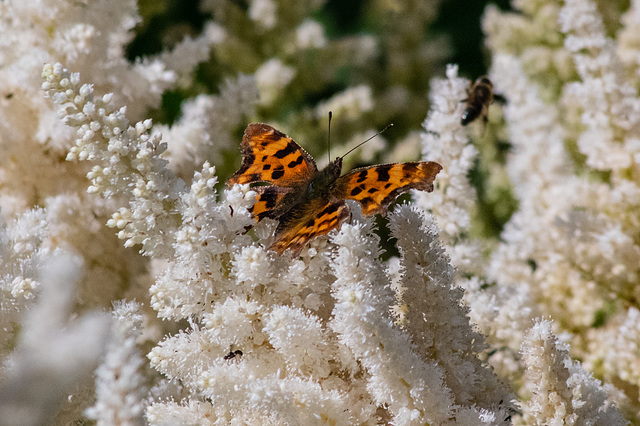 Comma Butterfly in Lyme Gardens on white