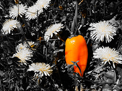 PEPPER (The Way of Orange)
