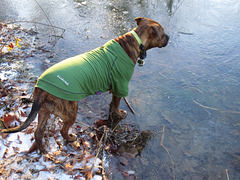Rosie walking on the pond ;-)