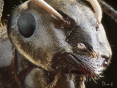 Another Ant Portrait