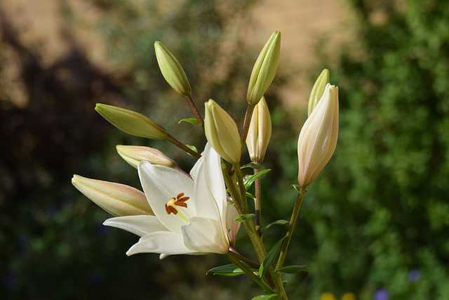Lily Life (2) - 27 June 2019