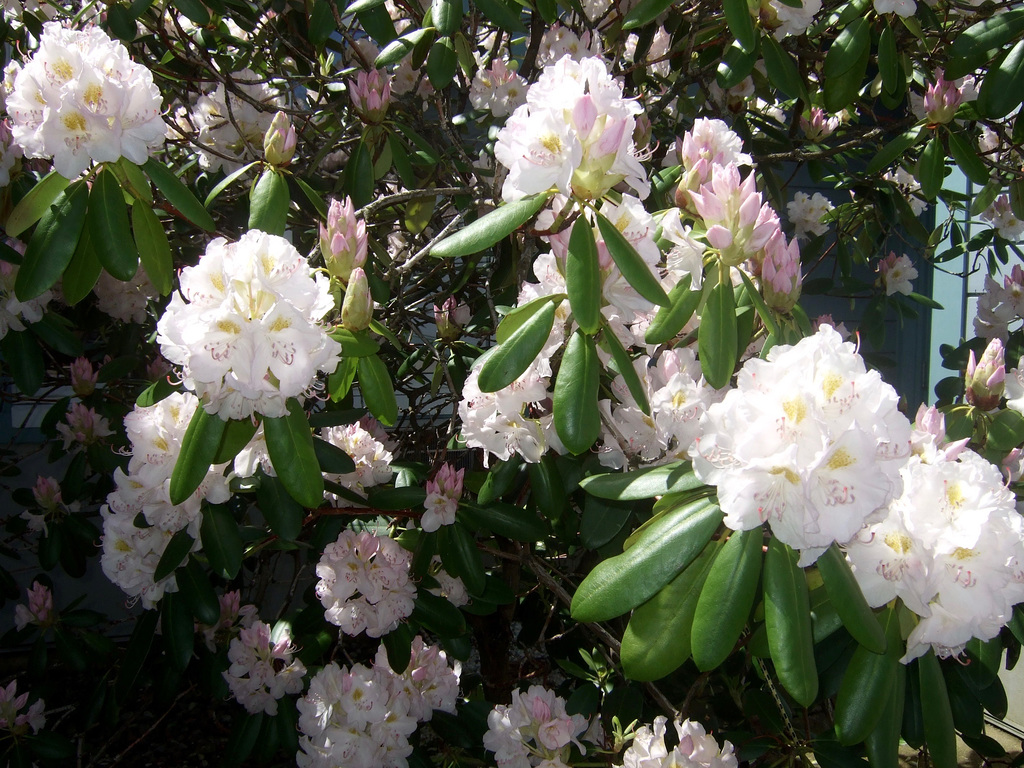 Rhododendrons #1