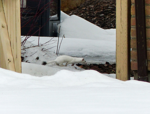 A quick glimpse of a Long-tailed Weasel