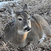 White-tailed Deer resting