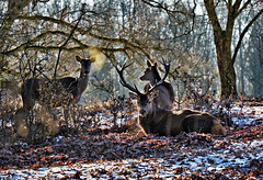 Eine Hirschgruppe im Hutewald - A group of deer in a wood pasture