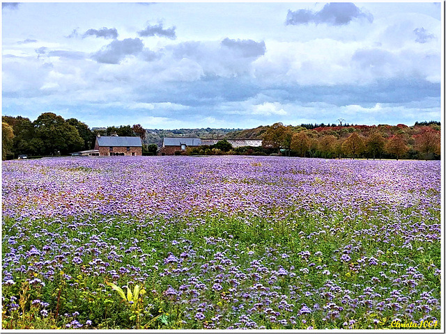 Flax fields