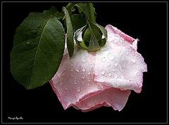 Rosa bajo la lluvia