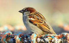 Sunny sparrow