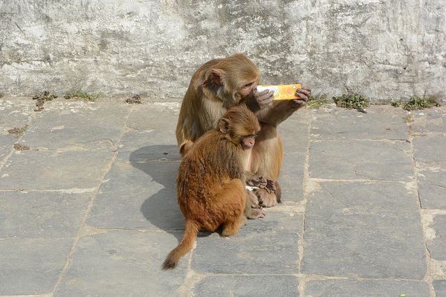 Kathmandu, Monkeys in Pashupati Park