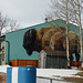 Buffalo mural in Exshaw