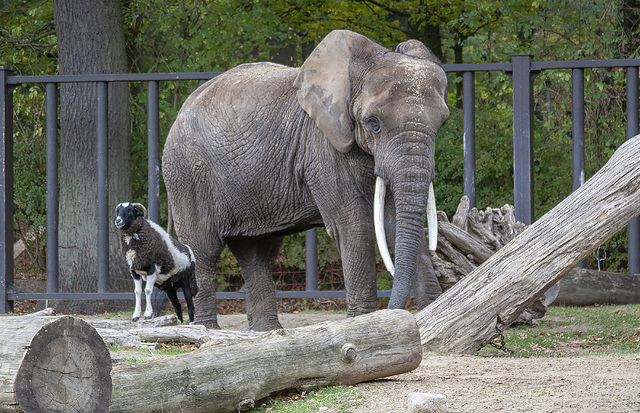 Elefant mit Spielgefährte
