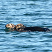 Alaska, Homer, A Pair of Sea Otters in Otter Bay