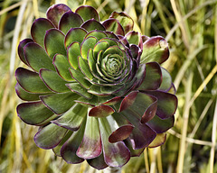 Not a Cabbage – San Francisco Botanical Garden, Golden Gate Park, San Francisco, California
