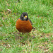 Male Robin (Turdus migratorius) - Wanderdrossel