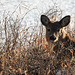 White-tailed Deer resting in the morning sun