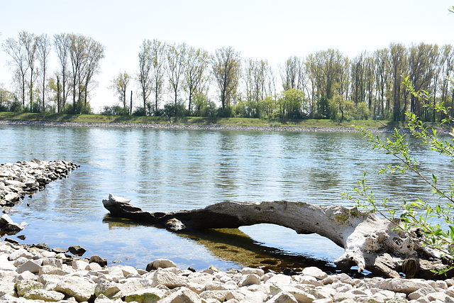 Der Rhein mit Niedrigwasser