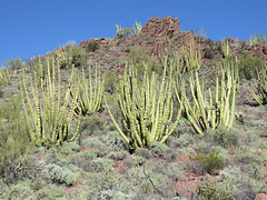Organ Pipe Cacti