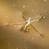 Pond Skater