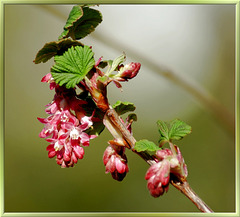 Johannisbeerenblüten. ©UdoSm