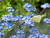 Small White Butterfly (Pieris Rapae)