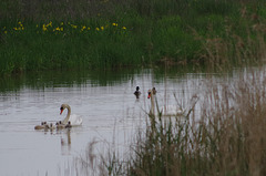 cygnes et leurs oisons - canards colverts - étang du grand Birieux - Ain